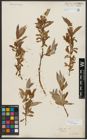 Foto von Salix alba L.